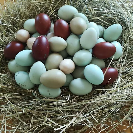 Gutshof Und Proft Lejlighed