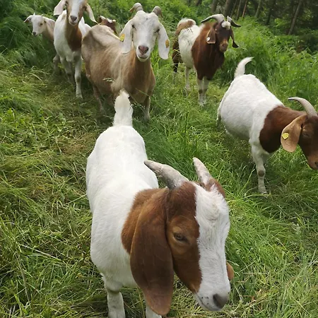 Gutshof Und Proft Lejlighed Biensdorf
