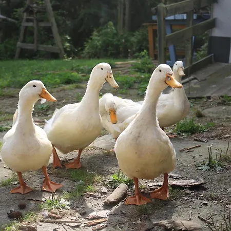 Gutshof Und Proft Lejlighed