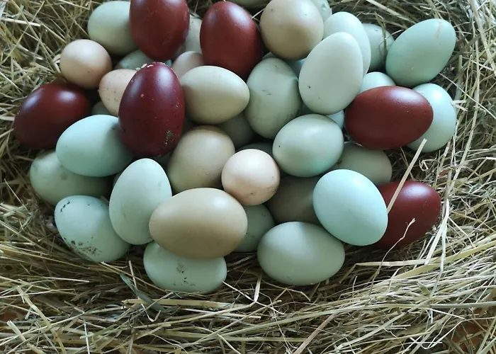 Gutshof Und Proft Apartment