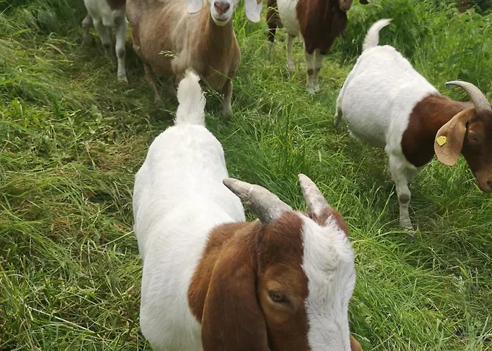 Gutshof Und Proft Apartment Biensdorf