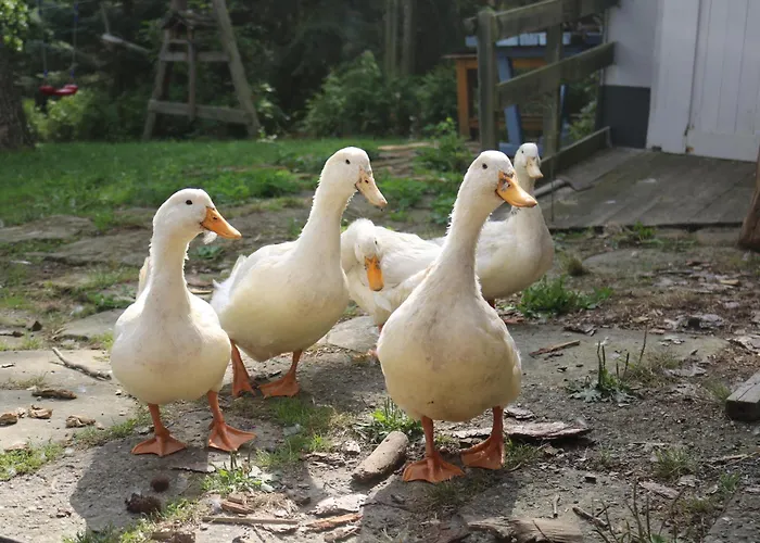 Gutshof Und Proft Apartment